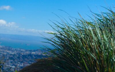 Acheter une propriété à Grasse : vivre sur les hauteurs de la Côte d’Azur