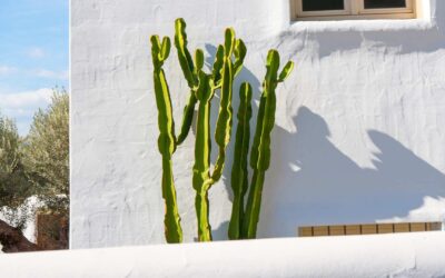 Décoration intérieure : Comment intégrer le style méditerranéen