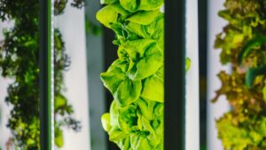potager verticale